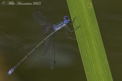 Lestes forficula