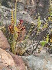 Crassula undulata
