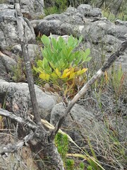 Notobubon galbanum
