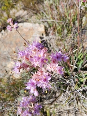 Dilatris corymbosa