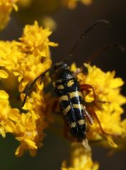 Typocerus sparsus