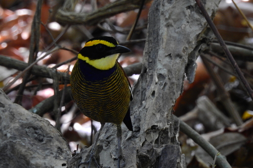Javan Banded Pitta (Hydrornis guajanus), photo 10