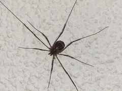 Lacinius dentiger