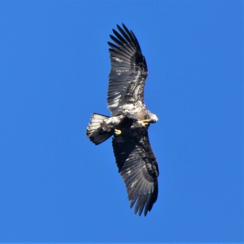Bald Eagle photographed in West Virginia