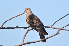 Streptopelia orientalis