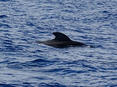 Globicephala macrorhynchus