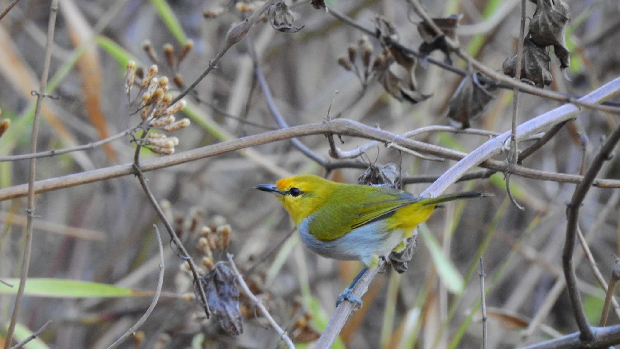 Yellow-spectacled Heleia illustration