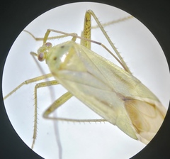 Adelphocoris quadripunctatus