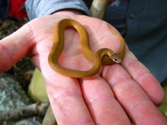 Storeria occipitomaculata obscura