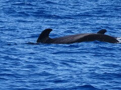 Globicephala macrorhynchus
