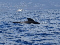 Globicephala macrorhynchus