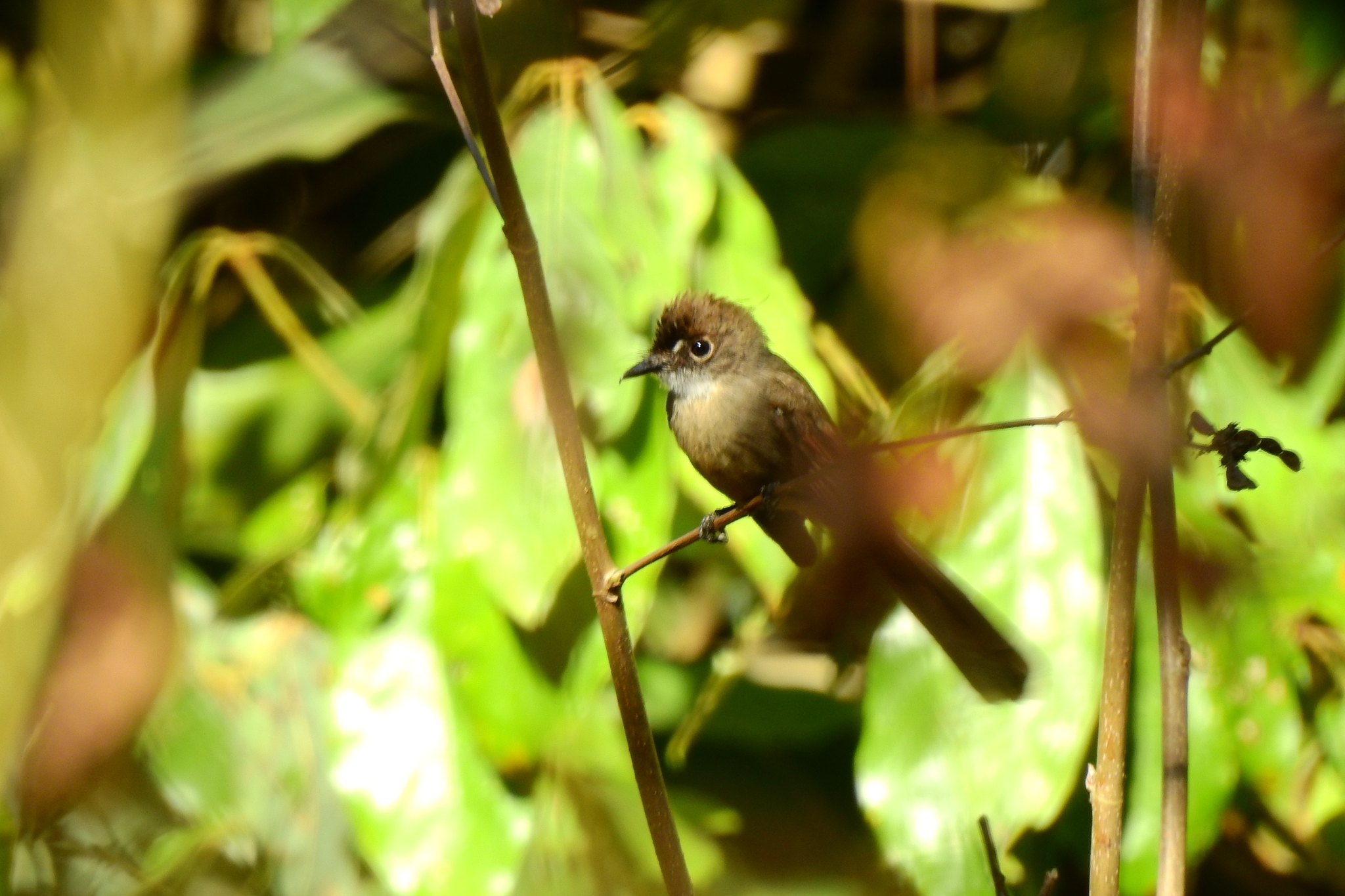 Brown-capped Fantail (Rhipidura diluta), photo 1