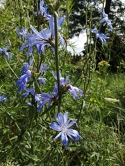Cichorium intybus