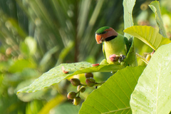 Psittacula longicauda