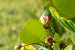 Psittacula longicauda