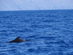 Globicephala macrorhynchus