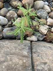 Phyllanthus abnormis