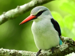 Halcyon senegalensis