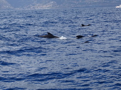 Globicephala macrorhynchus