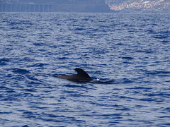 Globicephala macrorhynchus