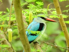 Halcyon senegalensis