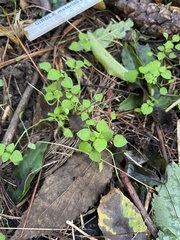 Stellaria media