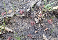 Drosera pygmaea