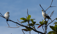 Ducula bicolor