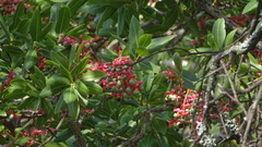 Ochna pulchra