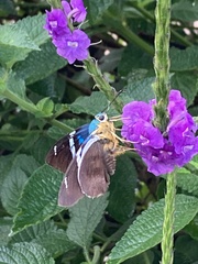 Astraptes
