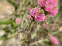 Melaleuca nesophila