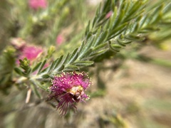 Melaleuca nesophila