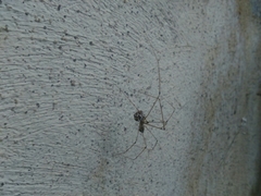 Arachnida