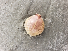 Persephona aquilonaris