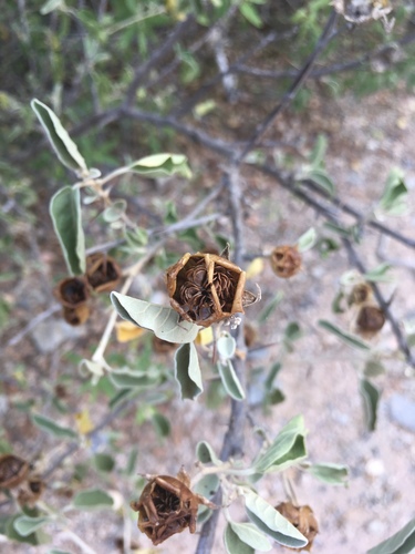 Baja California nightshade
