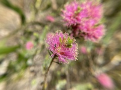 Melaleuca nesophila