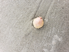 Persephona aquilonaris