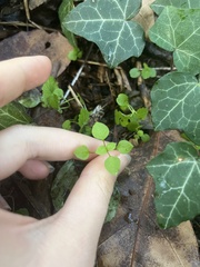 Stellaria media