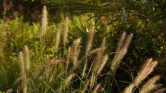 Cenchrus polystachios