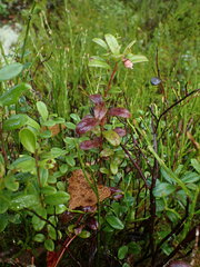 Exobasidium vaccinii