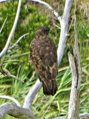 Buteo buteo rothschildi