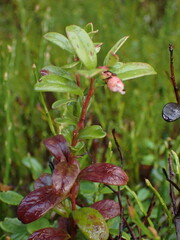 Exobasidium vaccinii