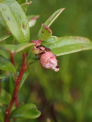 Exobasidium vaccinii