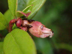 Exobasidium vaccinii