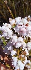 Erica verecunda