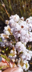 Erica verecunda