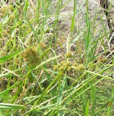 Cyperus difformis
