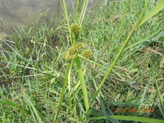 Cyperus difformis