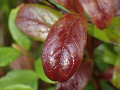 Exobasidium vaccinii