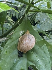 Parthena acutangula